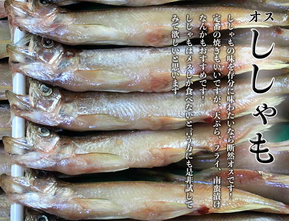 柳葉魚　天然　オス　海産物通販の海夢　シシャモ　ししゃも　北海道産　希少な本物　本