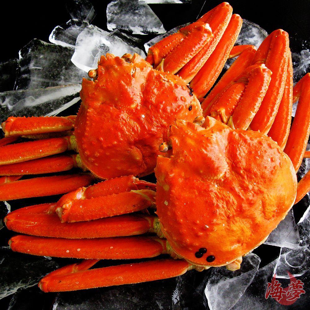 大サイズ　姿　ずわい蟹　蟹味噌たっぷりの厳選品　ズワイガニ　天然　約600g×2尾　海産物通販の海夢　ボイル済み
